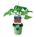 Tomatplanter mix i 11 cm potte